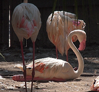 [The main flamingo in the image sits on the ground with the two halves of its legs completely parallel to each other and the ground. Its feet are also spread flat and they and the legs are nearly completely under the bird--only the back knees are easily seen. The flamingos white neck and head is curved into an ess shape. Its bill is bright pink.]